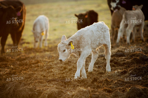 Calf - Charolais and Angus Cross 2244