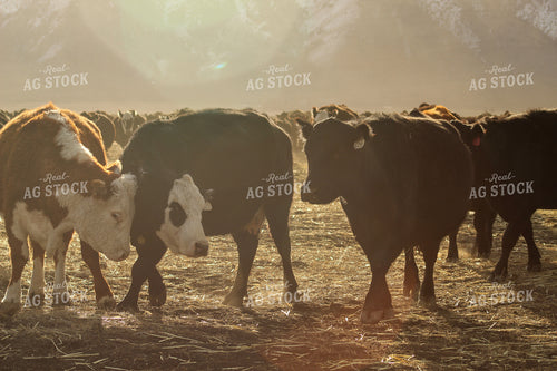 Hereford, Angus, and Baldy Cow and Calf Pair 78083