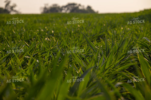Farm Dog 279006