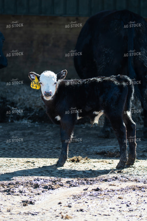 Calf 50476