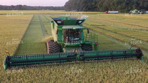 Rice Harvest 79508