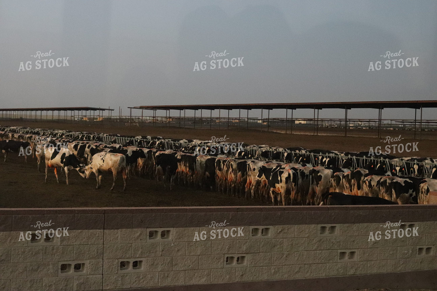 Dairy Cattle 102032