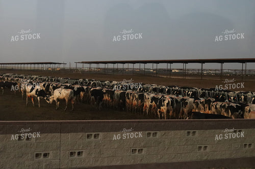 Dairy Cattle 102032