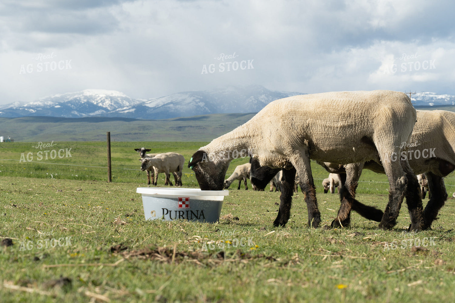Sheep on Pasture with Mineral Tub 65651