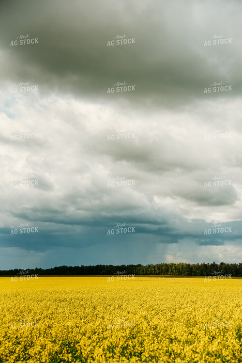 Canola Field 64137