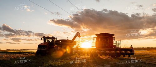 Corn Harvest 185118