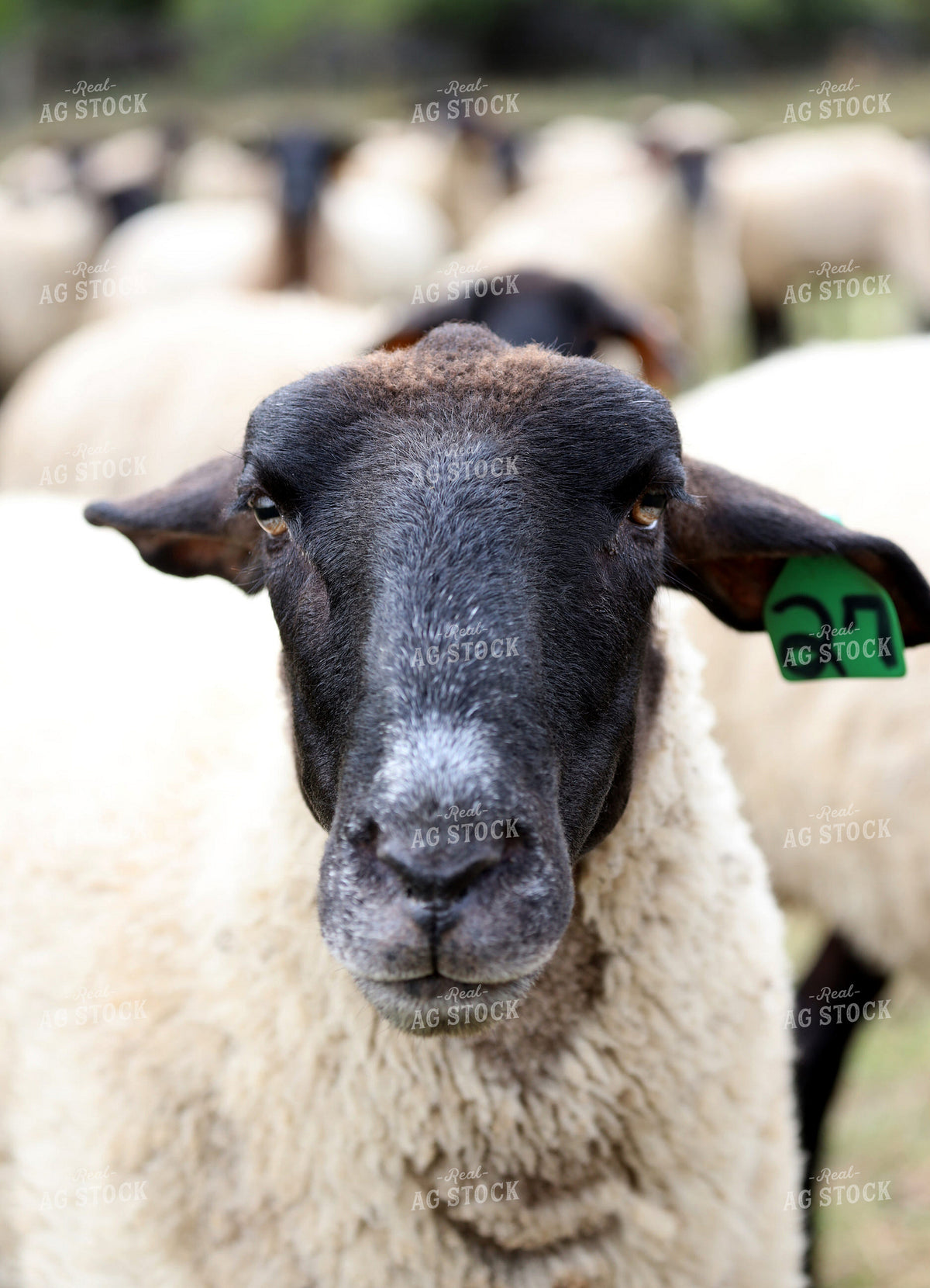 Sheep Close Up 141810