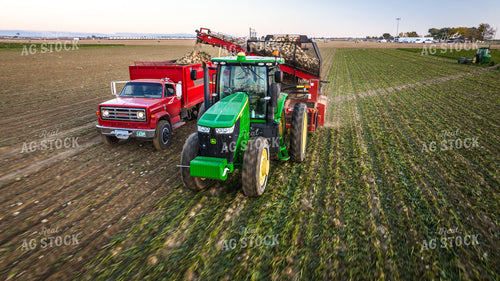Sugar Beet Harvest 56553