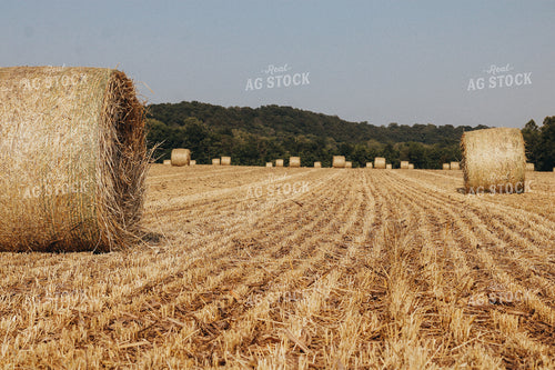 Bales of Hay Stand in Field 101029