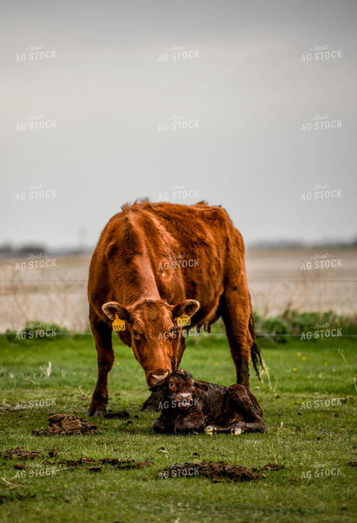 Cow Calf Pair 185112