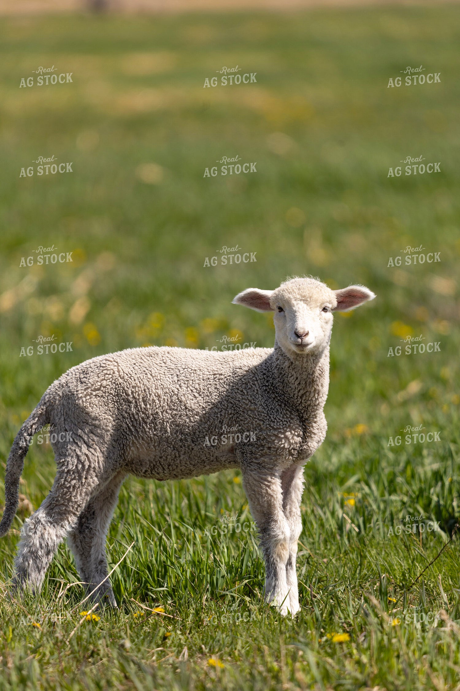 Lamb 187235