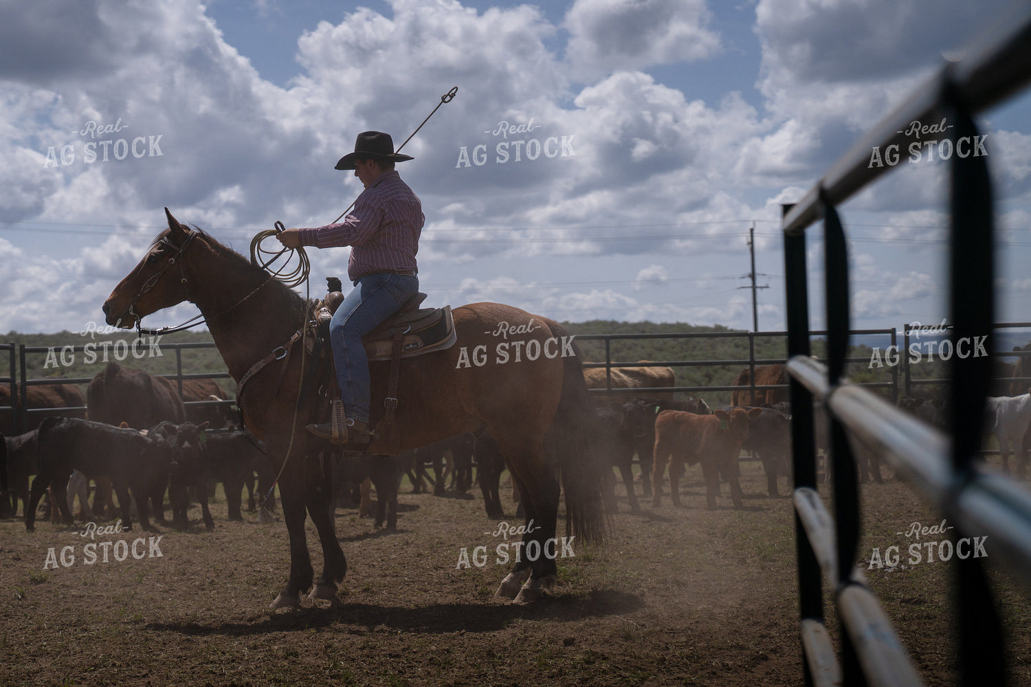 Working Calves 65435