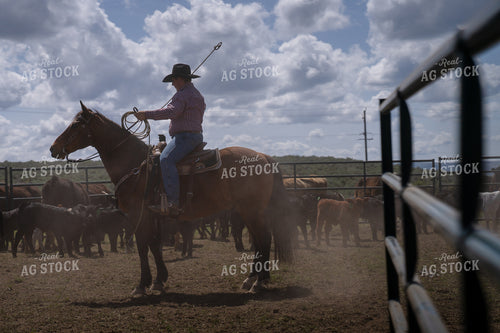 Working Calves 65435