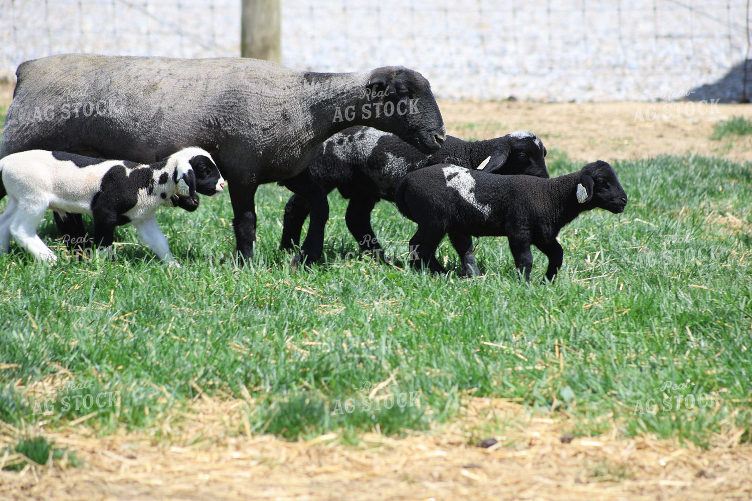 Lambs and Ewes 84256