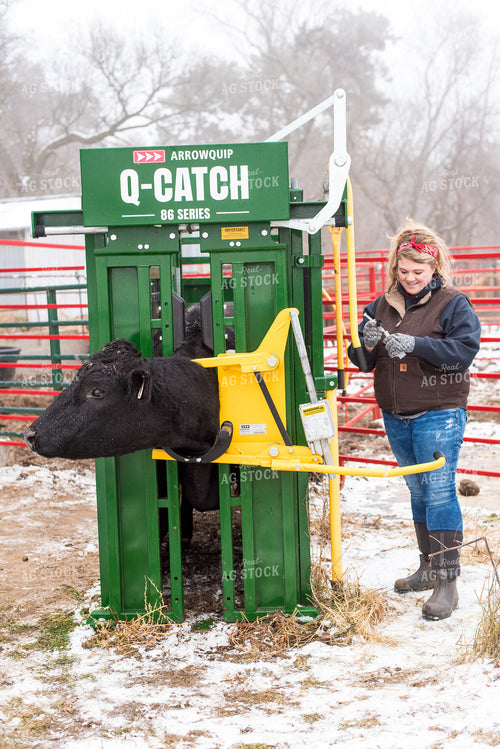 Cow in Squeeze Chute with Farmer 74059