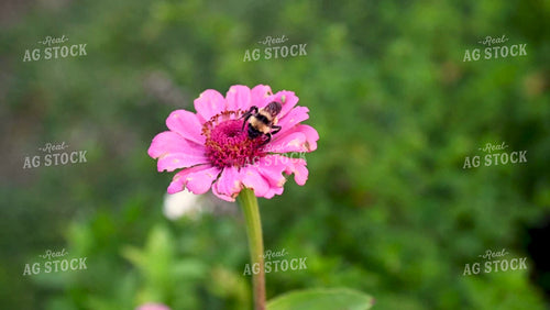 Bee on Flower - 402