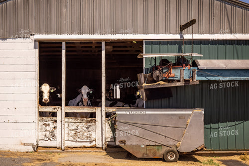 Dairy Barn 270348