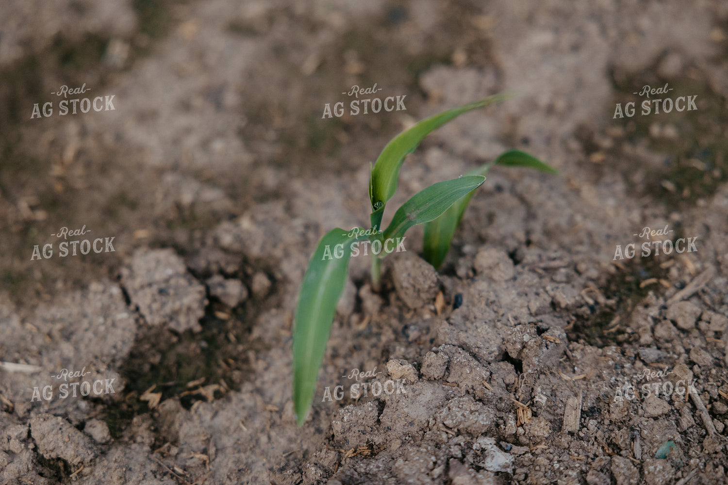 Early Growth Spring Corn 52527