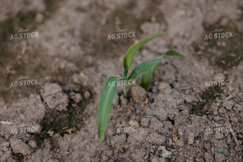 Early Growth Spring Corn 52527