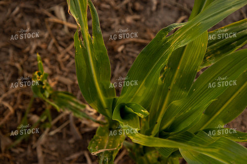 Hail Damaged Corn With Wet Soil 67253