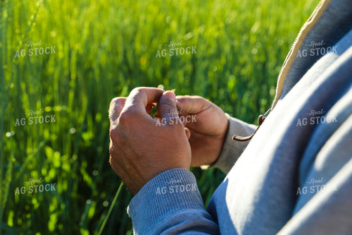 Checking Green Willow Creek Winter Wheat 87006