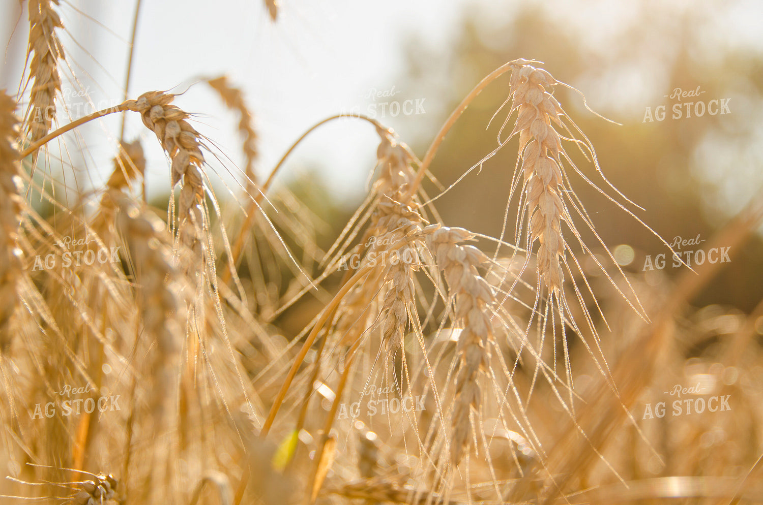 Close Up of Dried Winter Wheat 137003