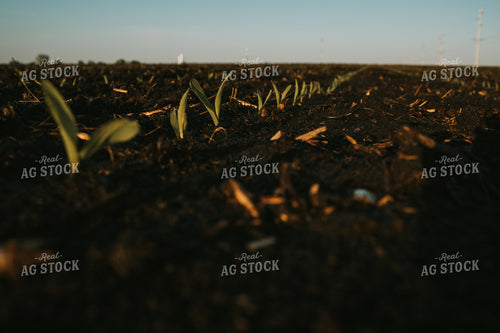 Stage V1 Corn in Dark, Wet Soil 4036