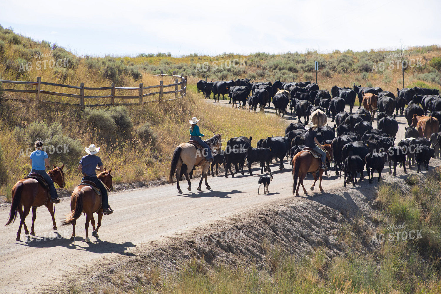 Cattle Drive 117364