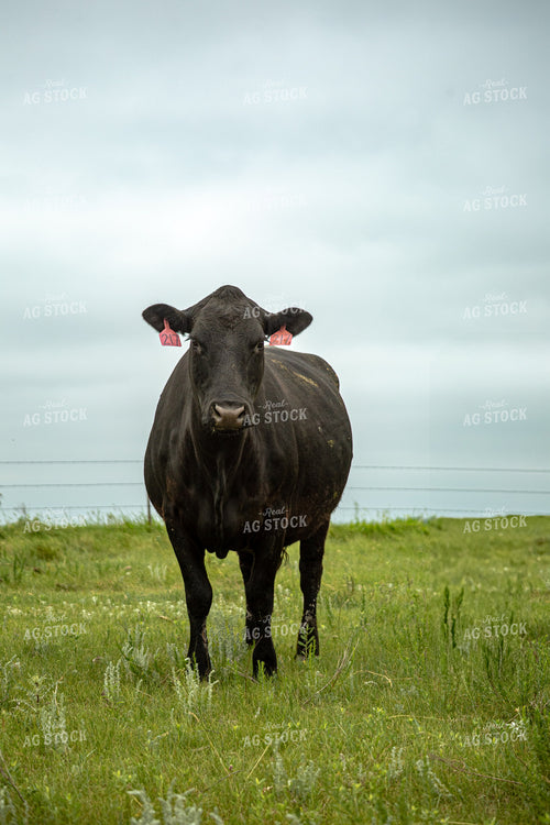 Cattle on Pasture 155610