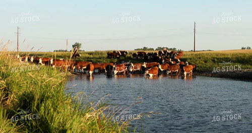 Ranchers Moving Cattle 6517