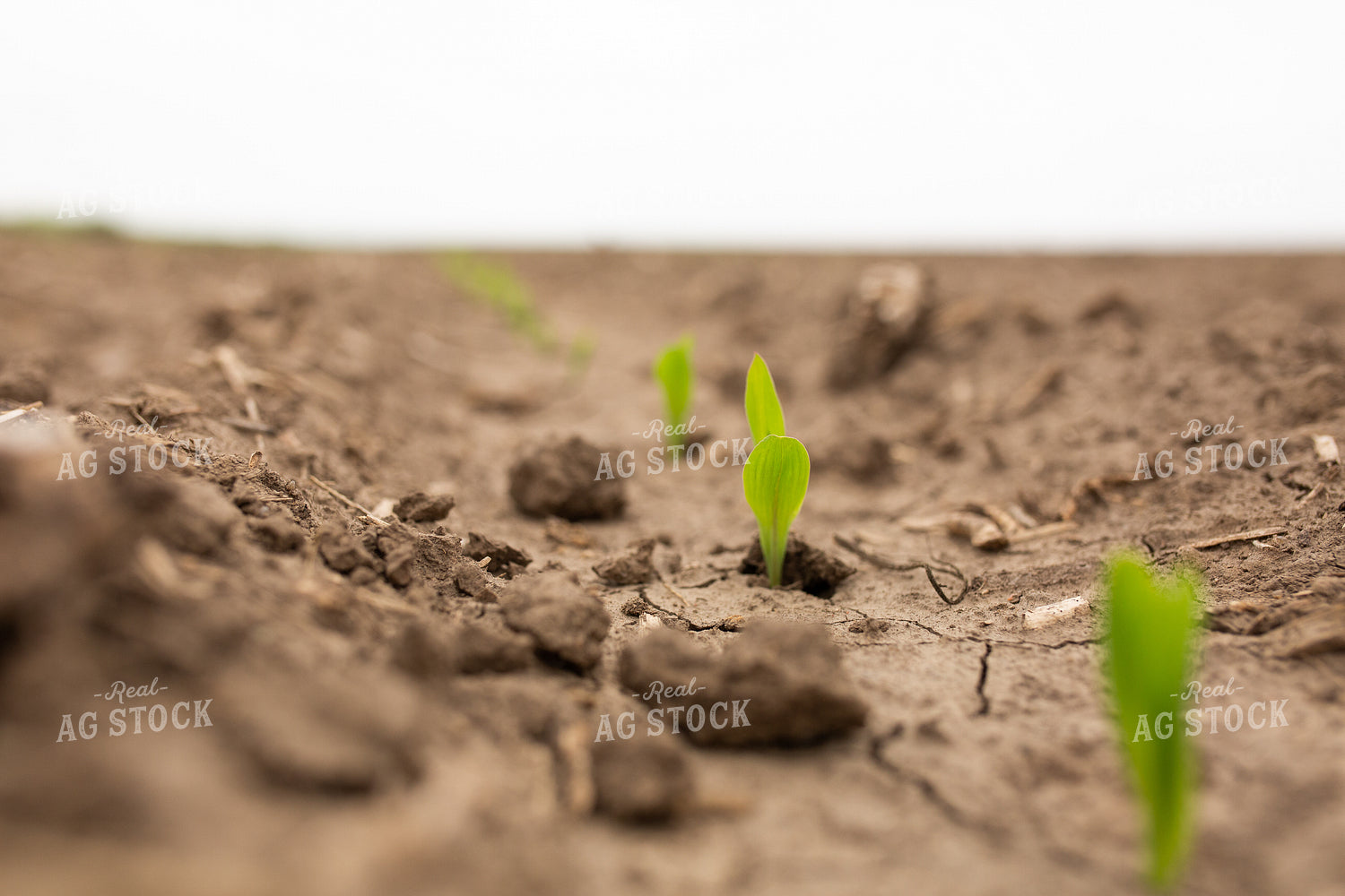 Early Growth Corn 303054