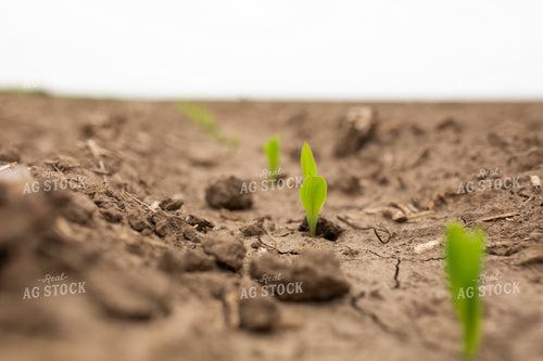 Early Growth Corn 303054