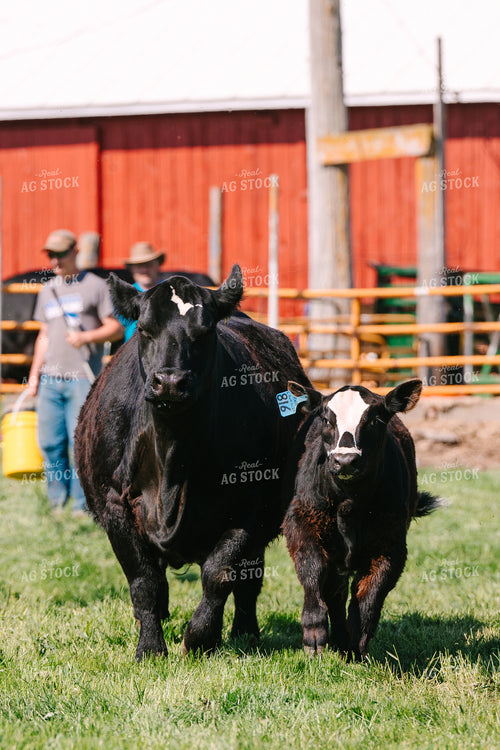 Black Baldy Cow Calf Pair 68182