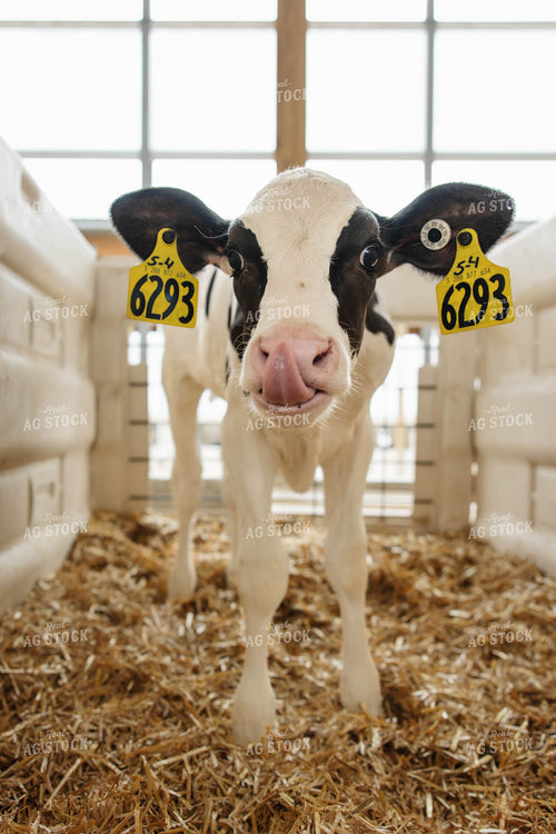 Holstein Calf 152776