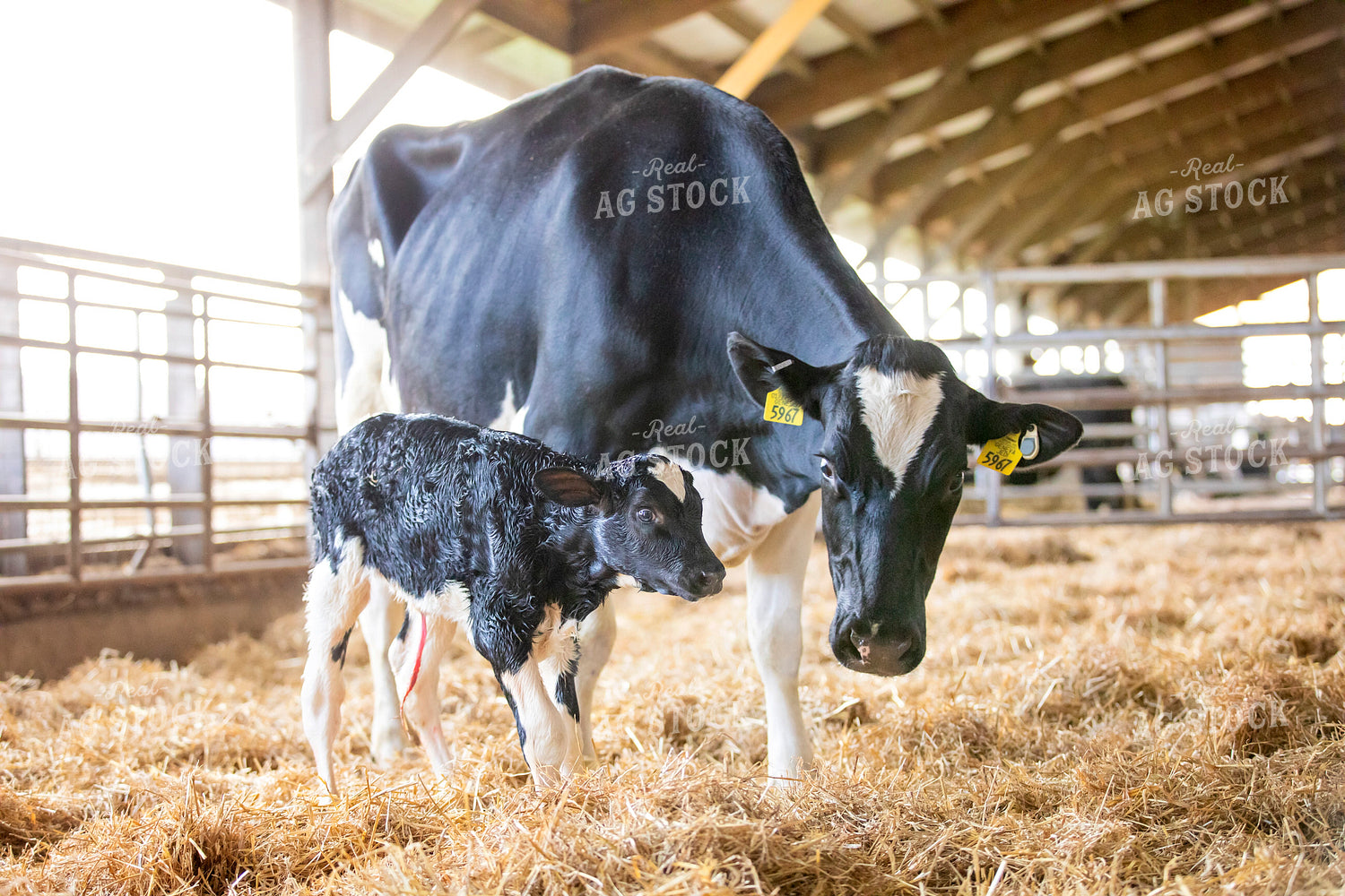 Holstein Cow and New Calf 55370
