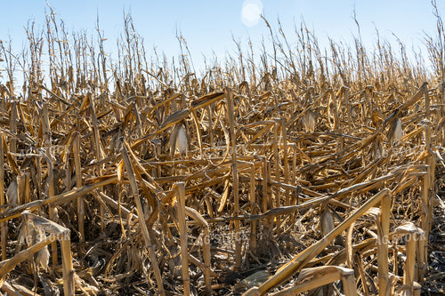 Downed Corn 65122