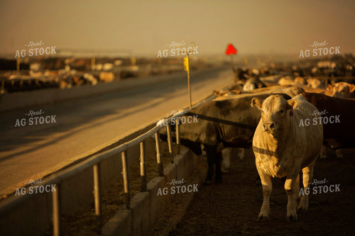 Feedyard Cattle at Sunrise 3841