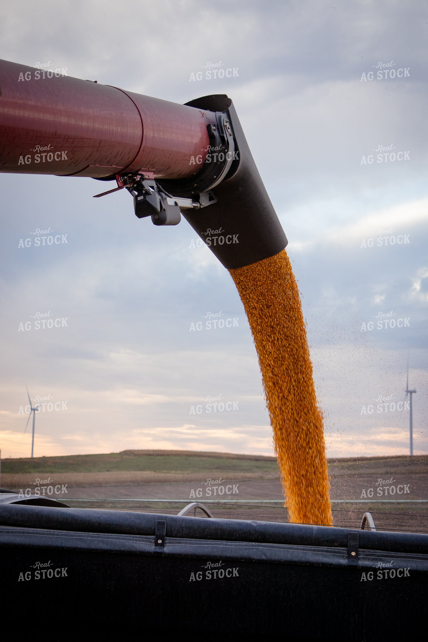 Unloading Harvested Corn 268194