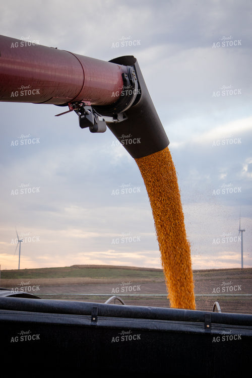 Unloading Harvested Corn 268194