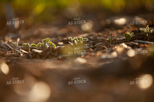 Soybeans - Early Growth 1443