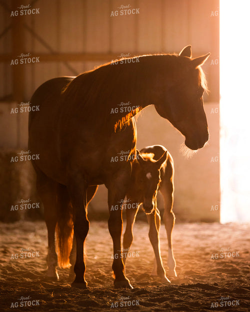 Mare and Foal 55375