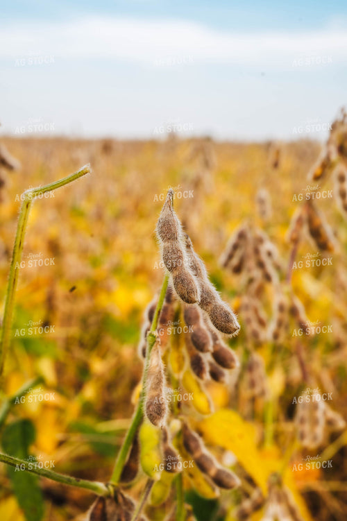 Dried Soybeans 115343