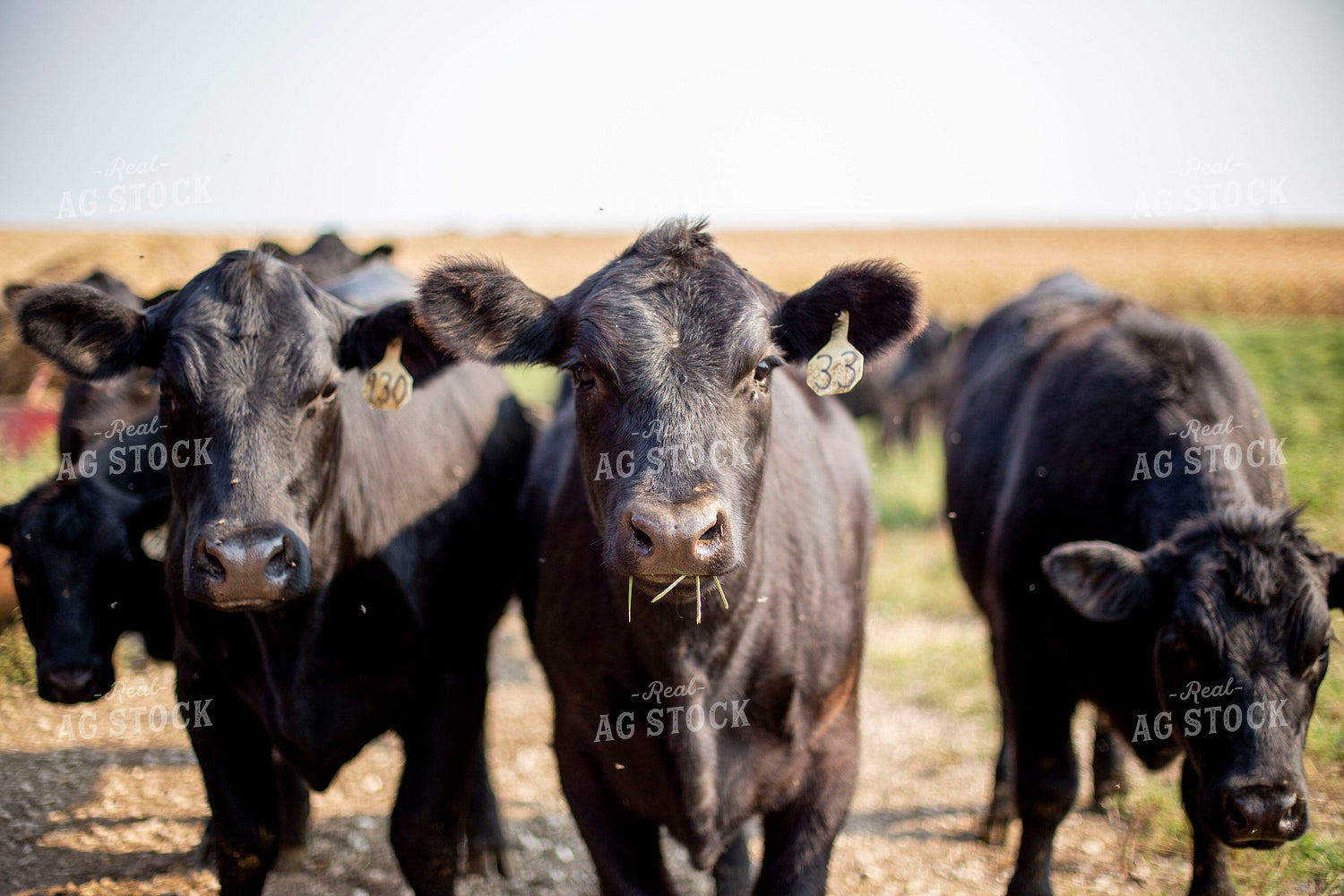 Angus Cattle in Pasture 93004