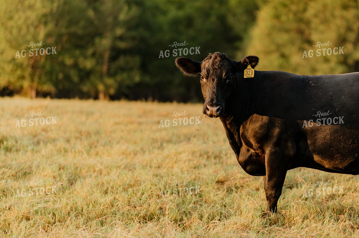 Black Angus Cow Grazing in Open Pasture with Ear Tag 402028