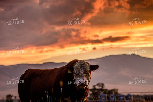 Hereford Cow at Sunset 81078
