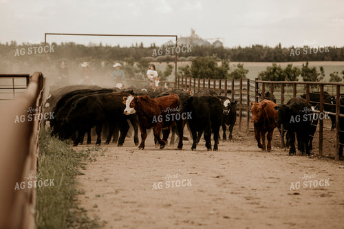 Feedyard 3080
