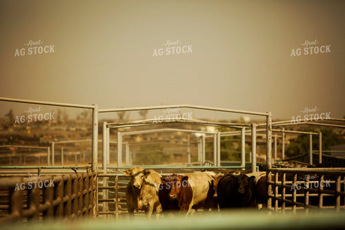 Feedyard Cattle in Gates 3845