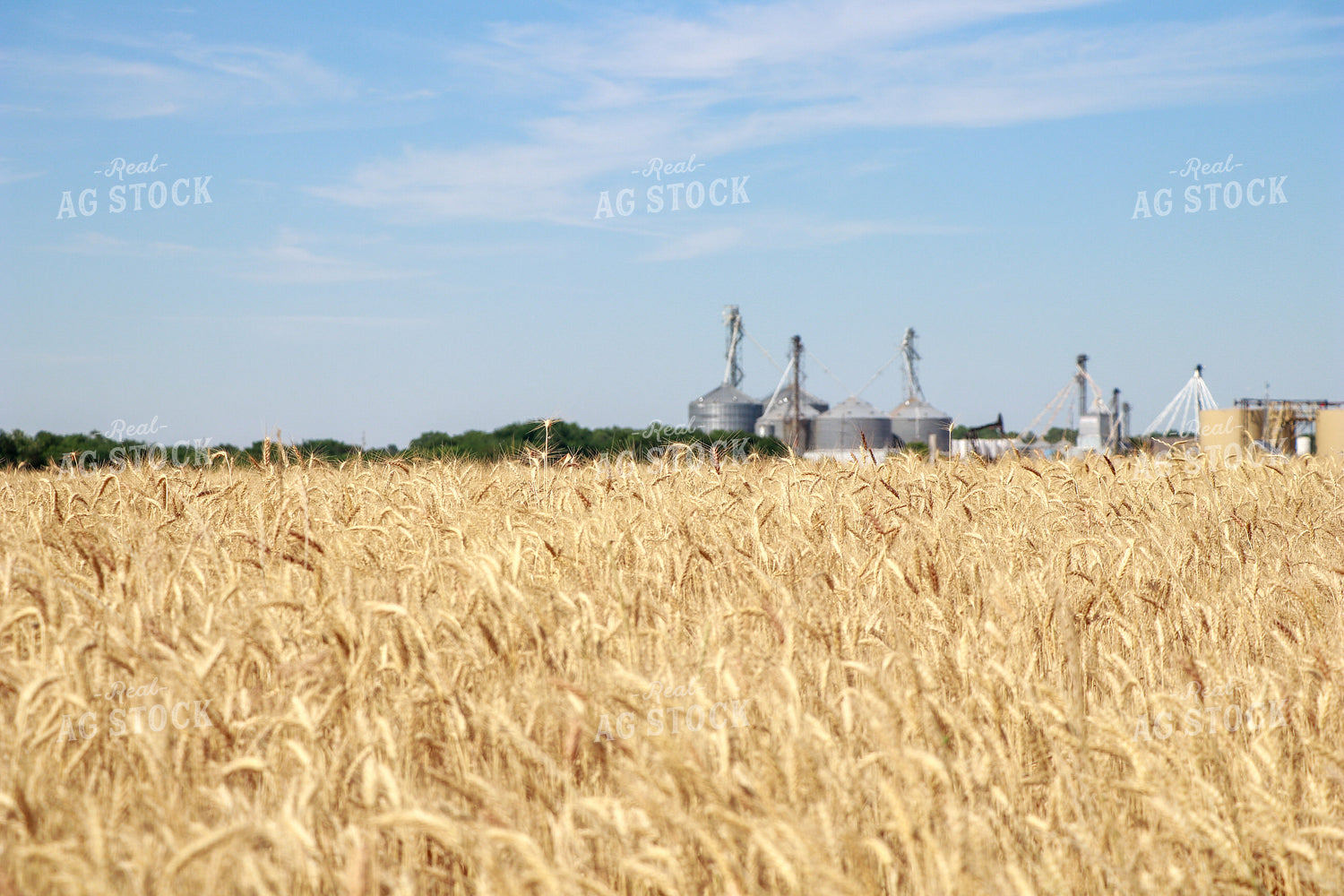 Dried Wheat Field 60011