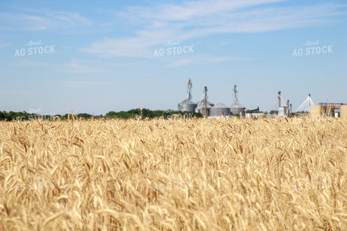 Dried Wheat Field 60011