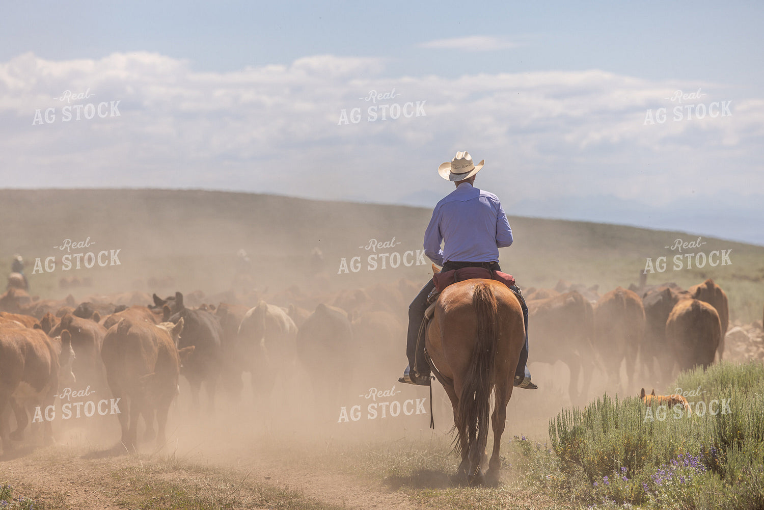 Cattle Drive 304042
